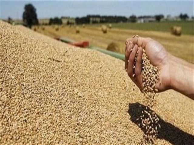 تاييد قرار السماح باستيراد القمح الروسى المصاب بالارجوات 