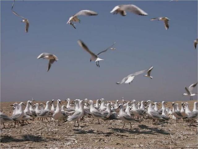البيئة تعلن بدء موسم رصد وتسجيل الطيور المهاجرة من اوروبا خلال موسم الخريف