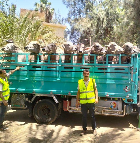 التحالف الوطني: توزيع 32 رأس ماشية عشار على 16 أسرة في قرية بني رافع بأسيوط